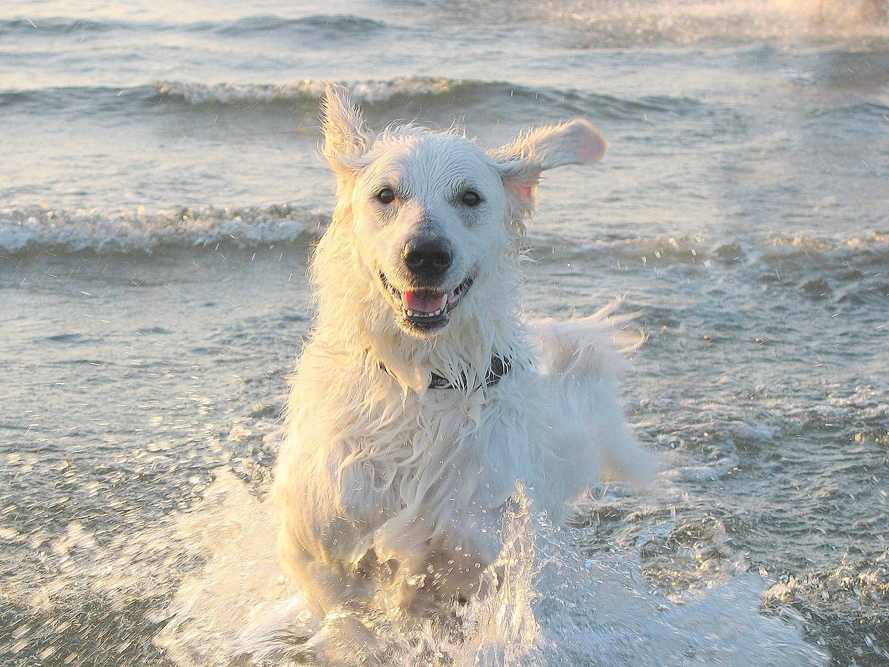 Le Kuvasz
