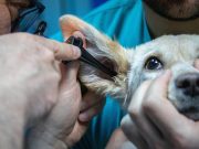 Les races de chien qui résistent le plus aux maladies Chiens qui résistent aux maladies