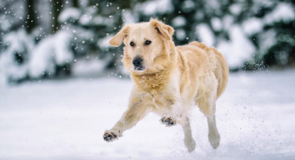 Golden Retriever