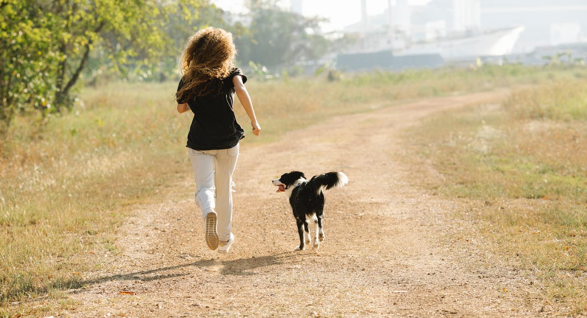 Border Collie a besoin d'exercices spécifiques