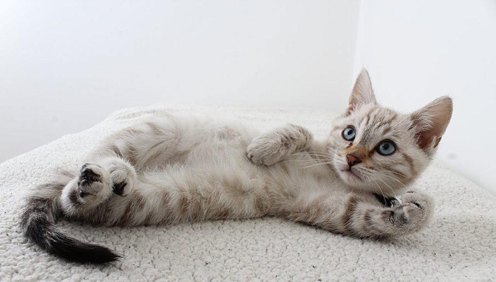 Chats qui n'aiment pas les étrangers