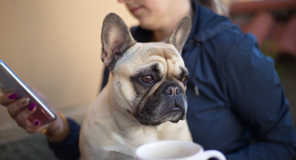 Bouledogue Français