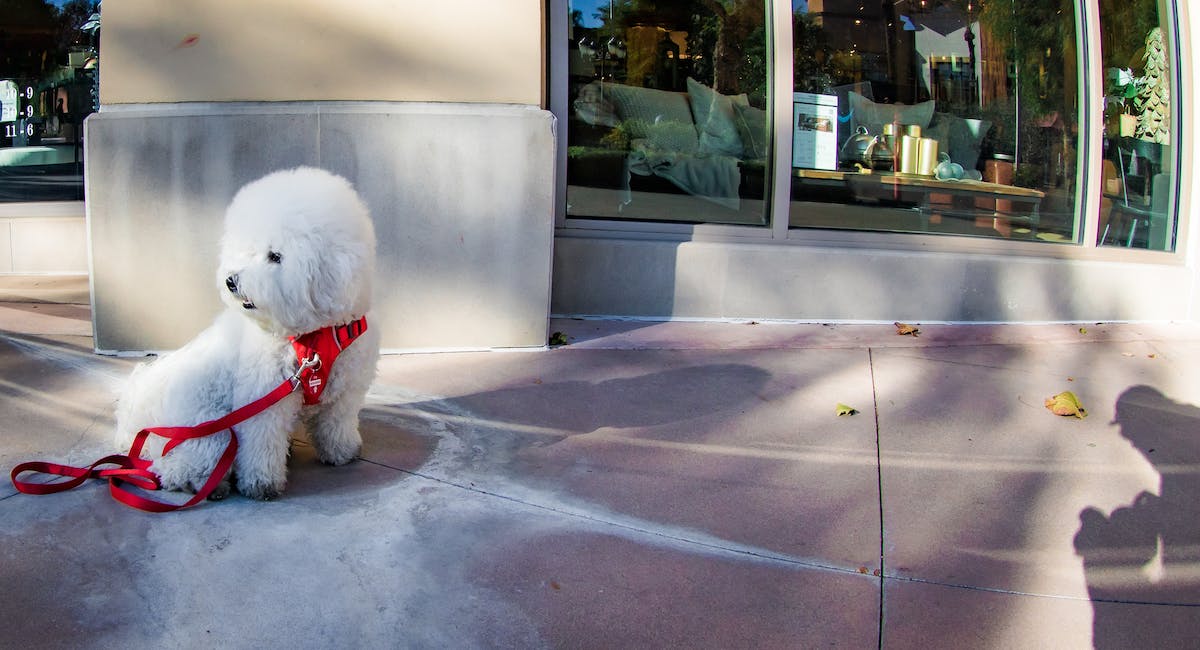 Bichon à poil frisé