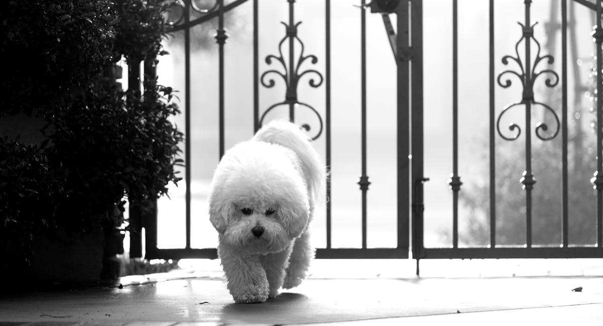 bichon frisé