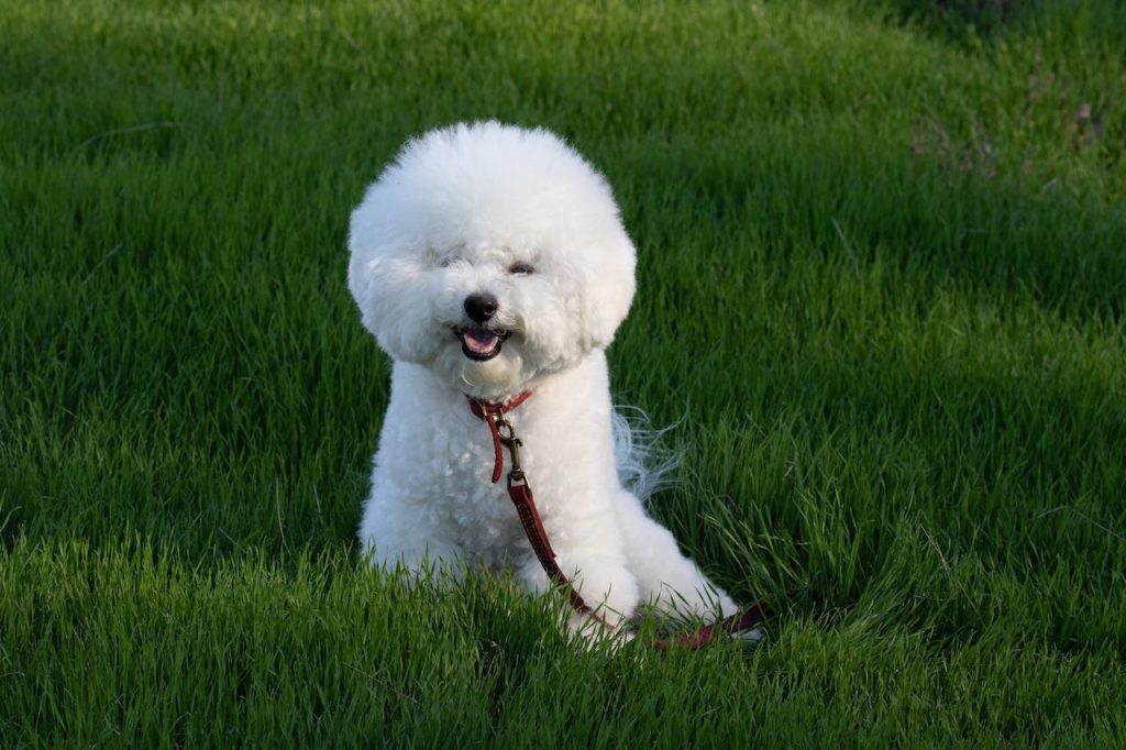 Bichon Frisé