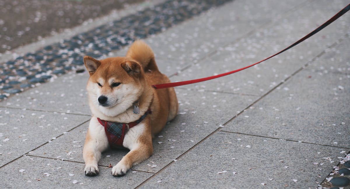 Shiba Inu