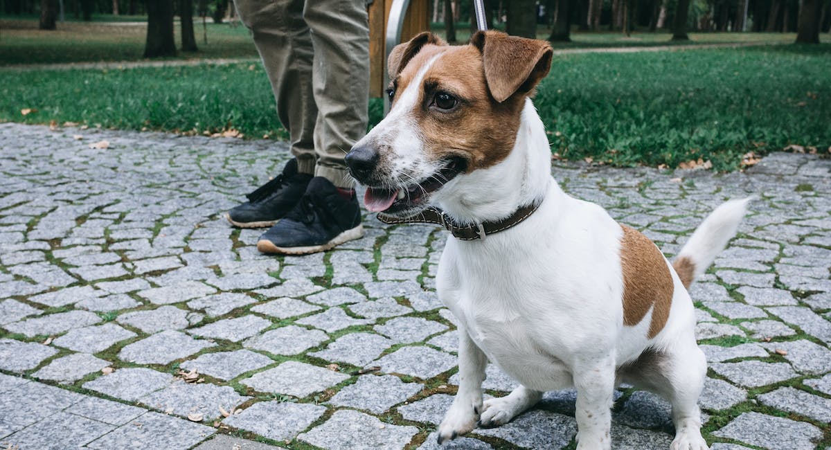 Jack Russell Terrier