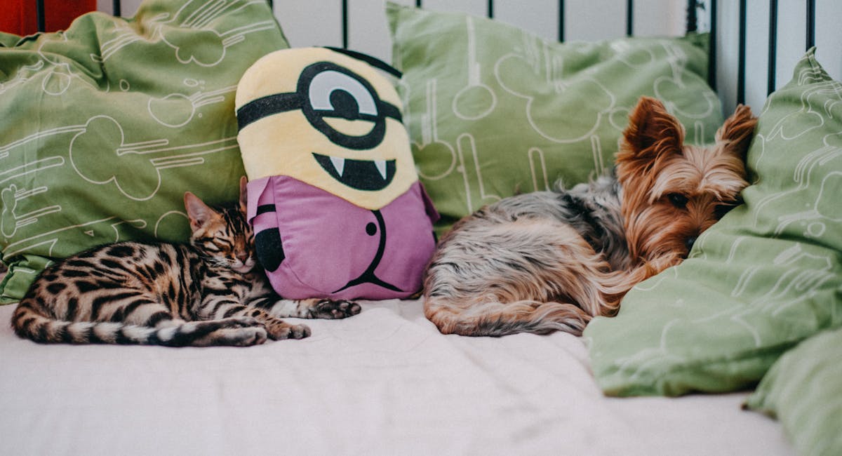 Le Yorkshire Terrier