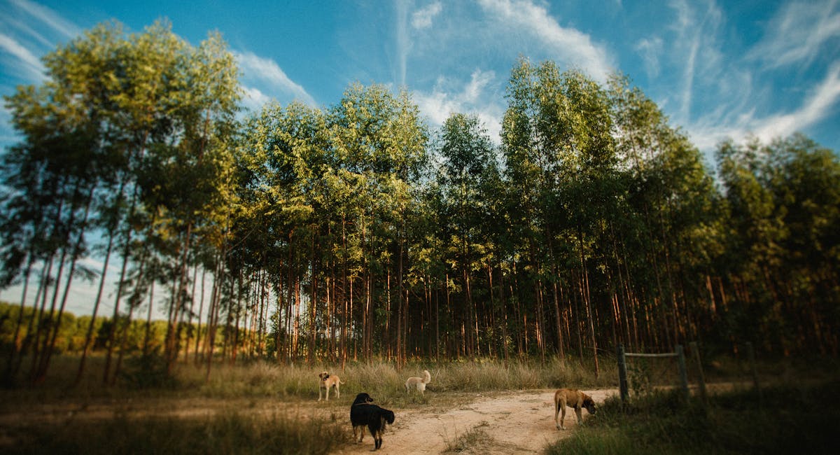 chien explorer