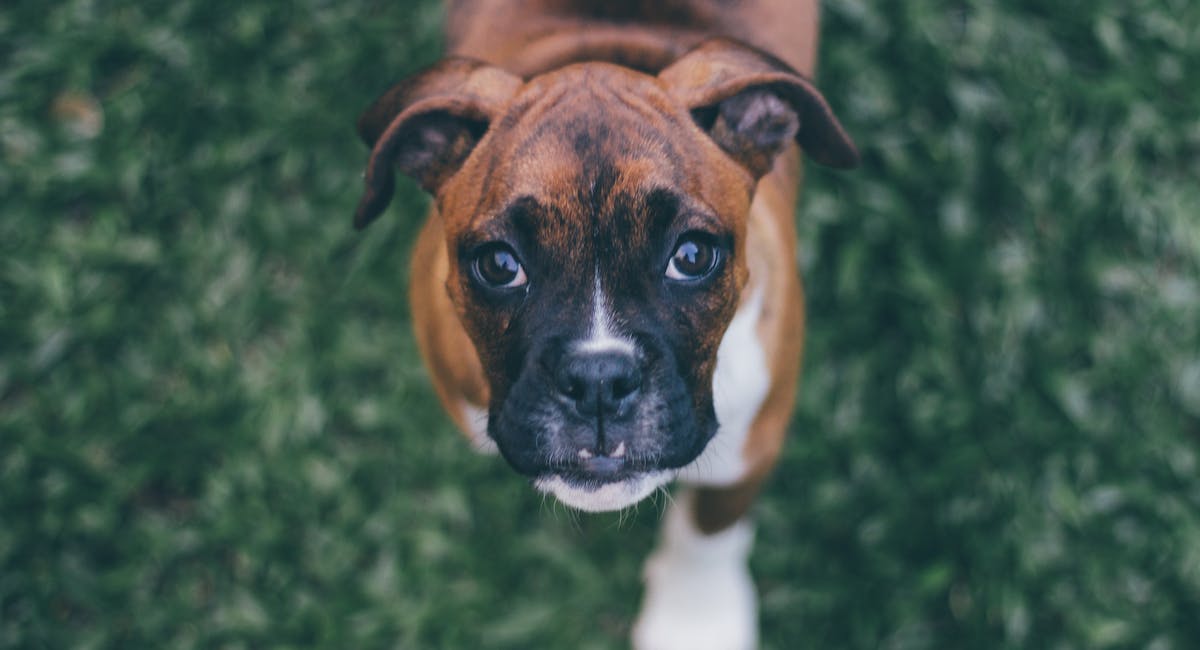 Boxer