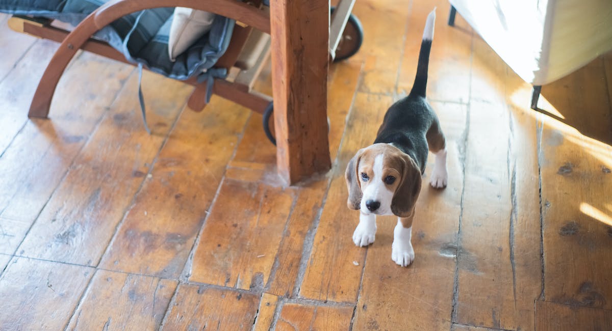 Beagle