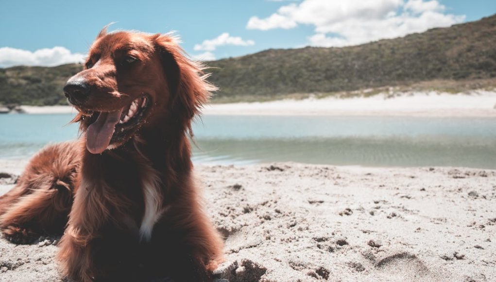 chien au soleil