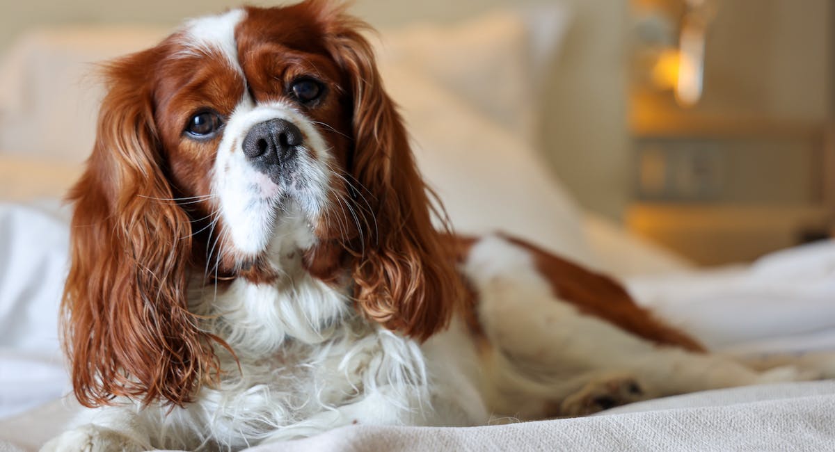 Cavalier King Charles Spaniel