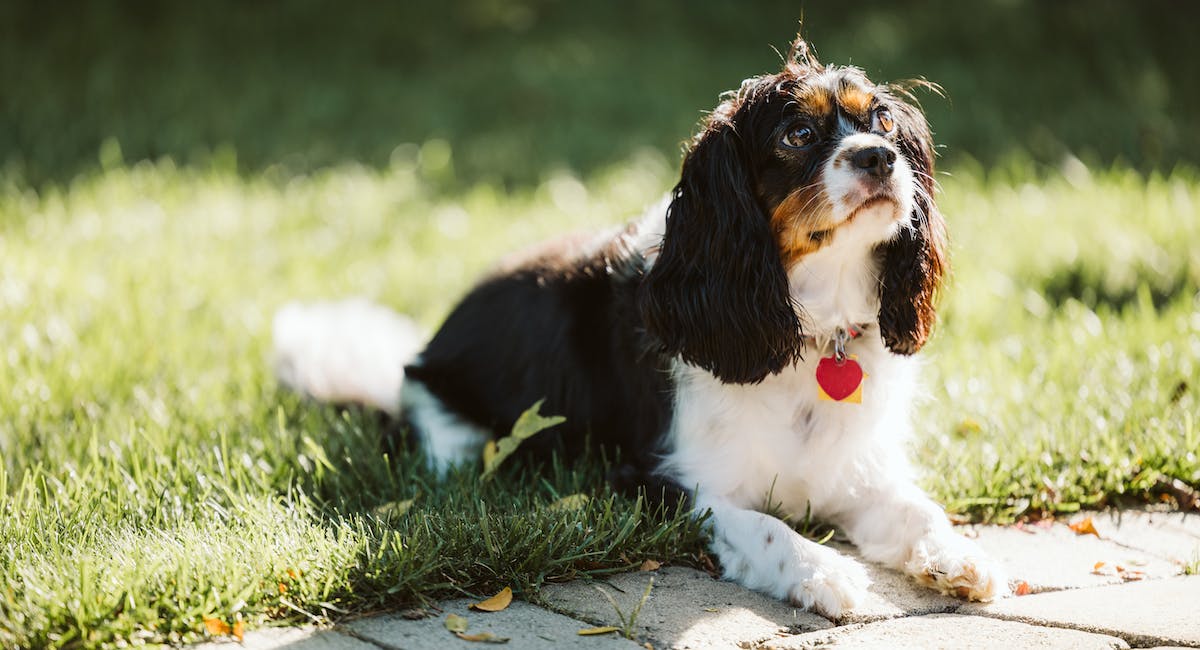 Cavalier King Charles Spaniel