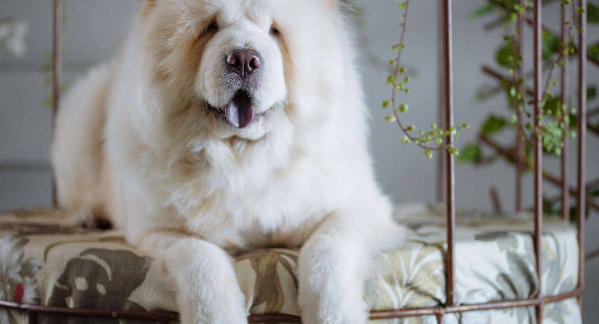 chow chow