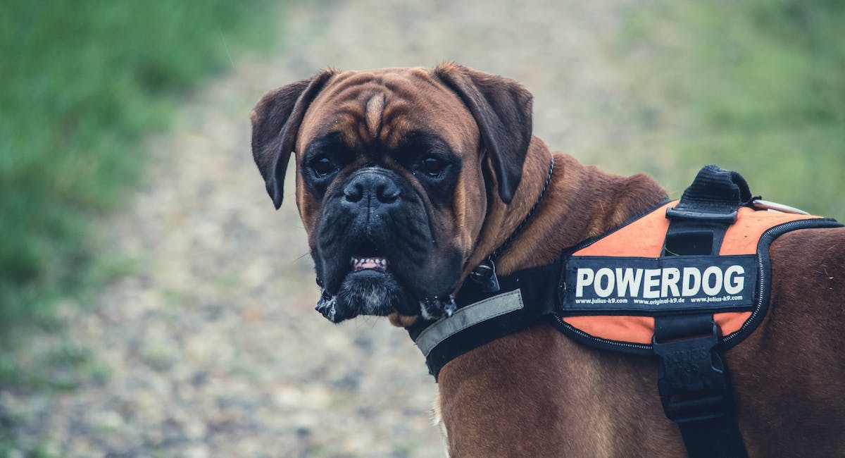 Boxer