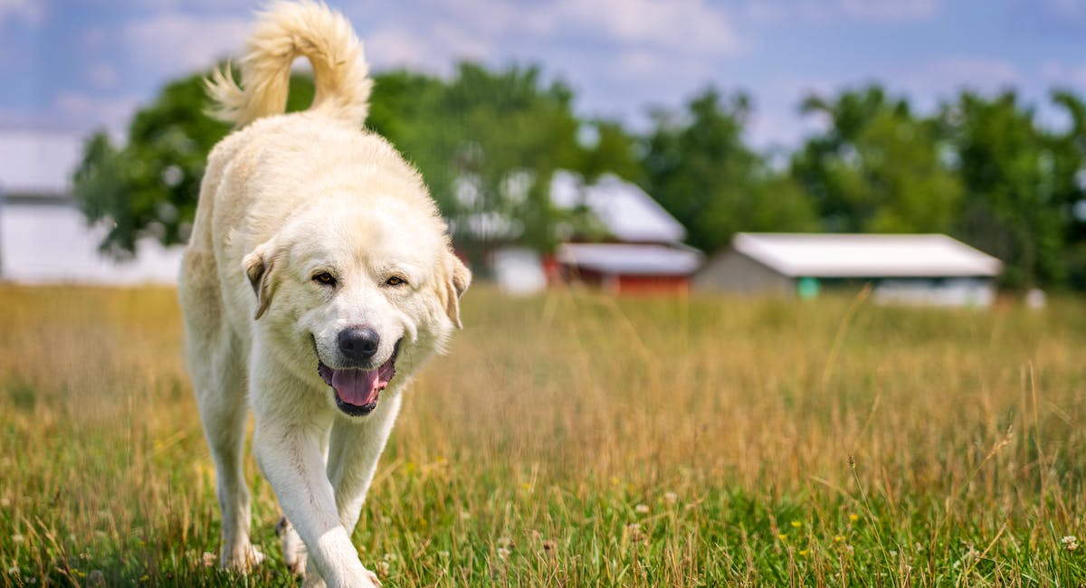 Chien de Montagne des Pyrénées