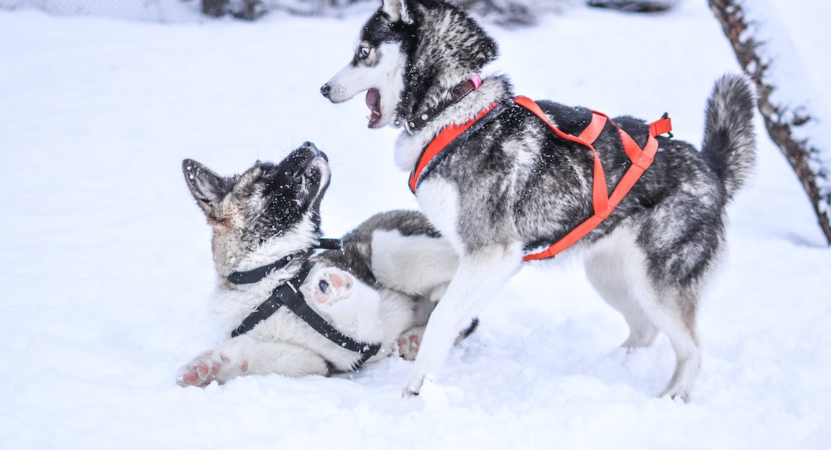 Husky Sibérien