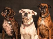 Les races de chien qui sont les plus agressives Chiens effrayants