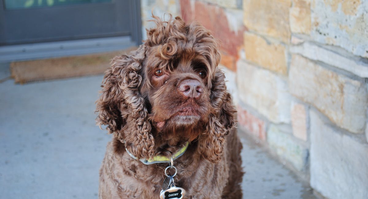 Cocker Spaniel Anglais