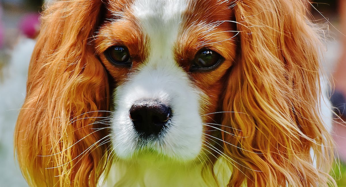 Cocker Spaniel