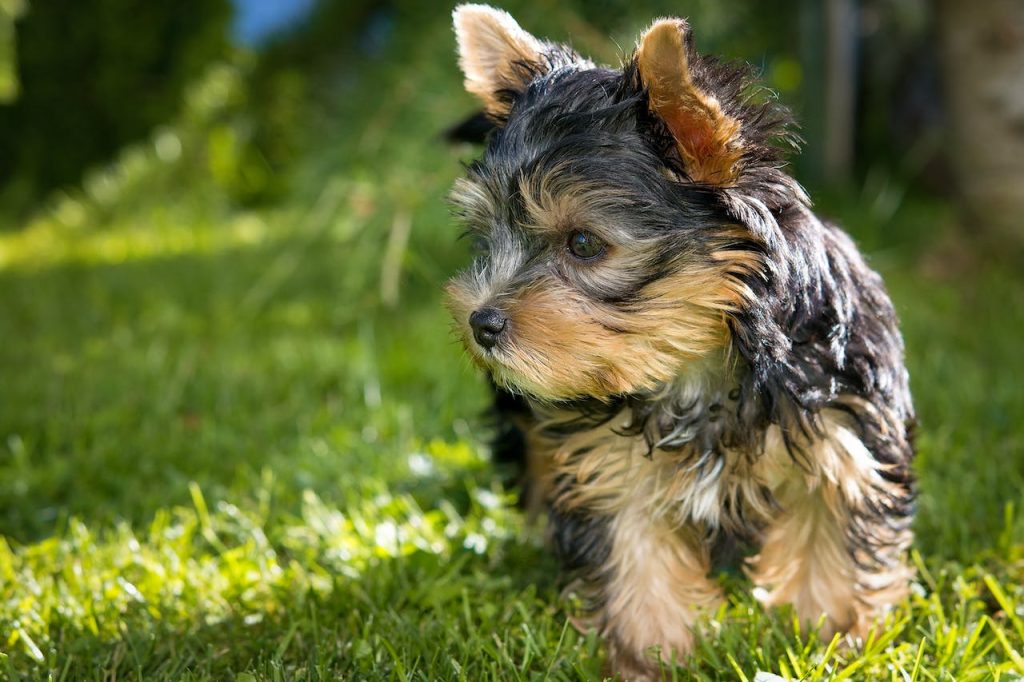 Yorkshire Terrier