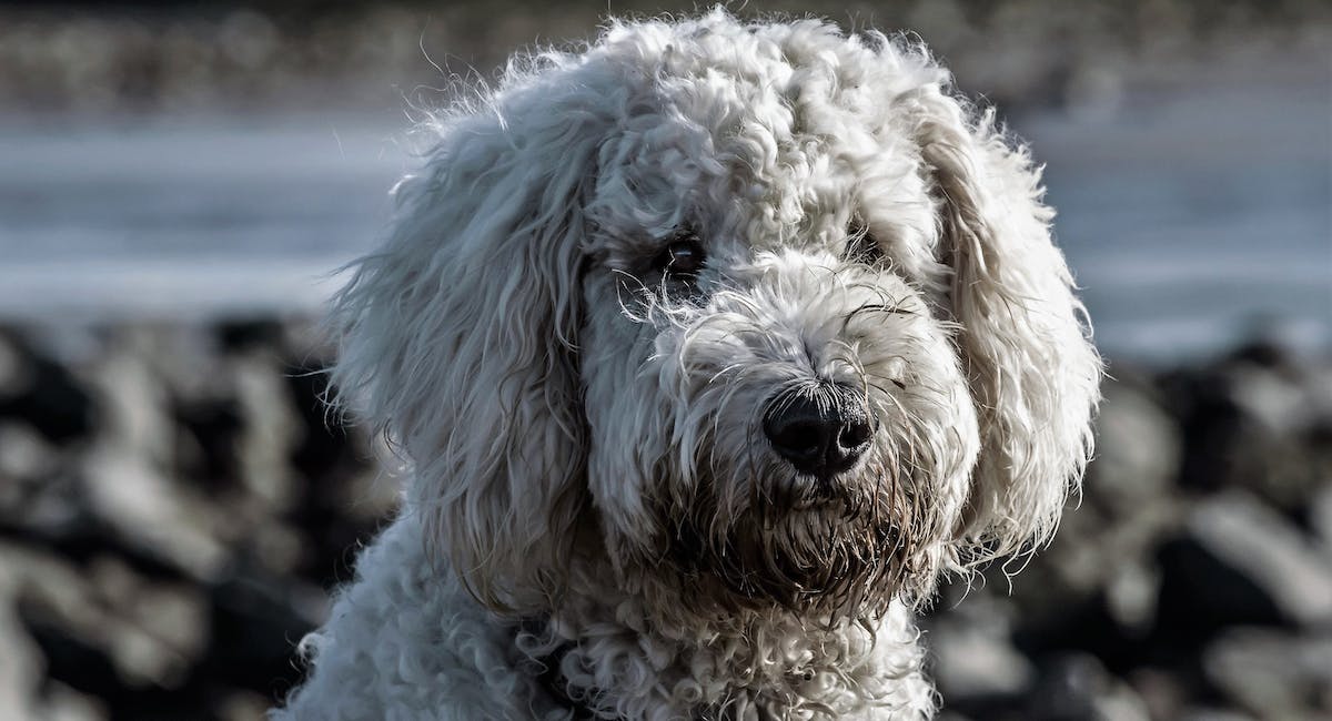 Caniche