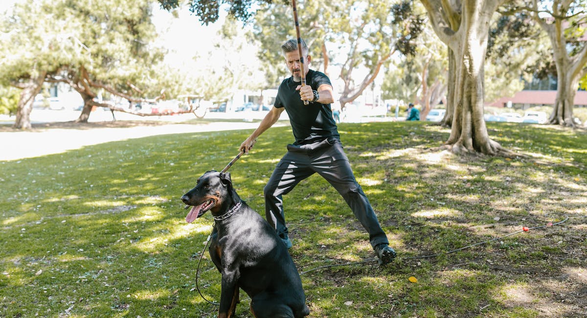 Dobermann une des races les plus obéissantes