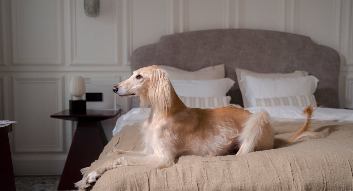 Greyhound