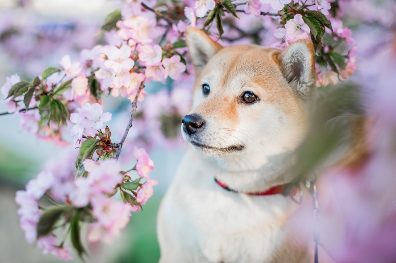 Races de chiens populaires dans les concours de beauté canins