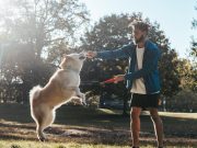 Les races de chien qui apprennent le plus vite chien entraînement