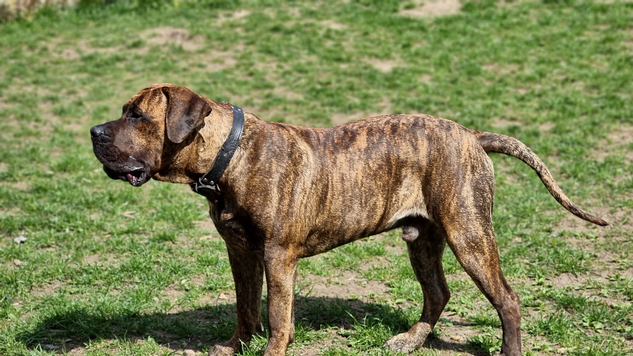 Chien de Presa Canario