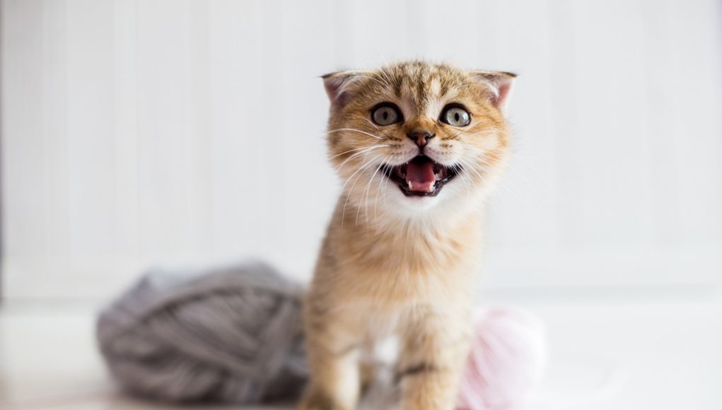 races de chats qui sont les plus drôles