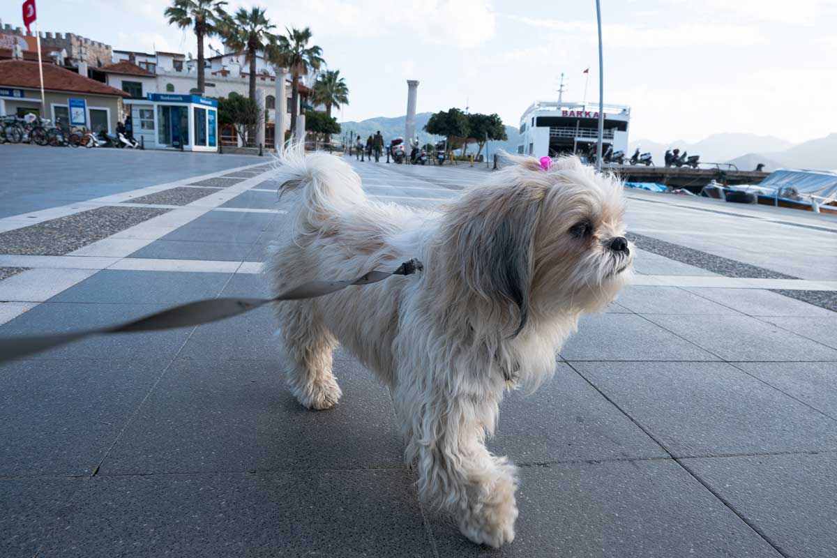 races de chiens qui sont idéales zone urbaine