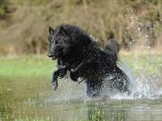 Les races de chien qui sont vraiment inapprochables races de chien qui sont inapprochables