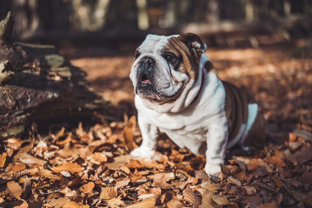 Bouledogues Anglais