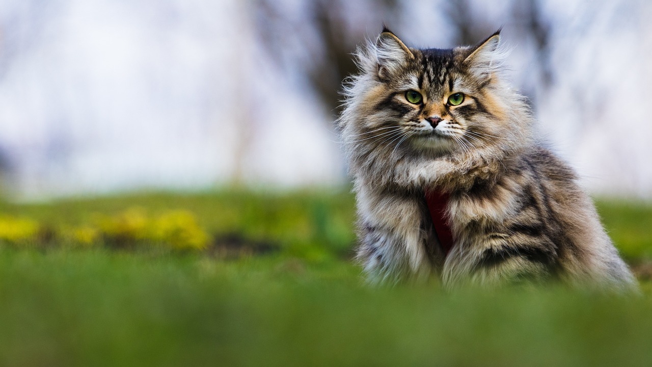 Chat sibérien