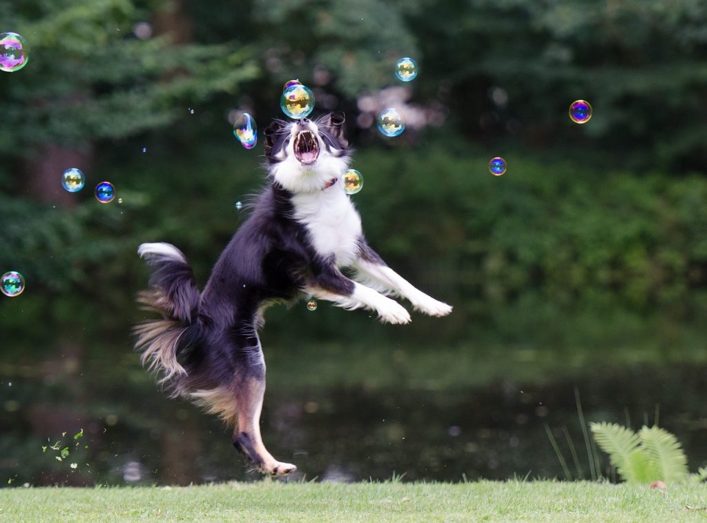 Border Collie