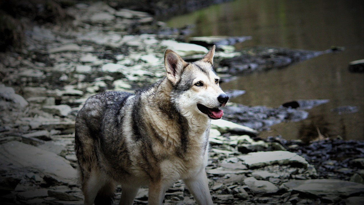 Chien Loup de Saarloos