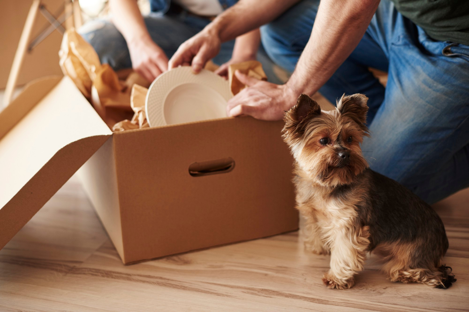 Gérer le stress de son chien lors d'un déménagement