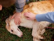 Les techniques de premiers secours essentielles pour les propriétaires de chiens ! Techniques de premier secours à être connu des propriétaires des chiens