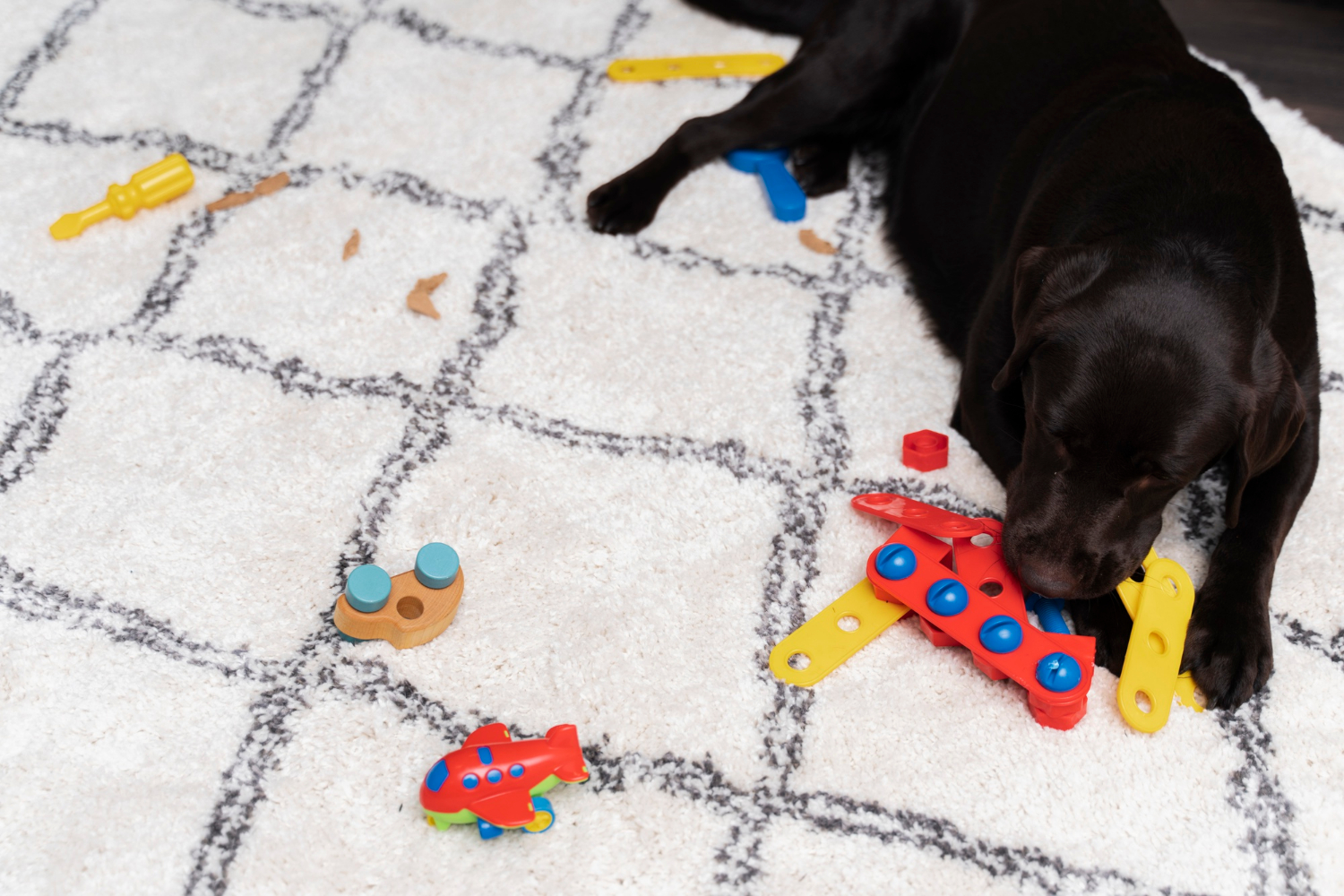 Races de chien attirées par les jeux de réflexion