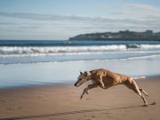 7 bienfaits de l’exercice physique sur la santé mentale de votre chien Bienfaits de l'exercice physique sur la santé mentale du chien