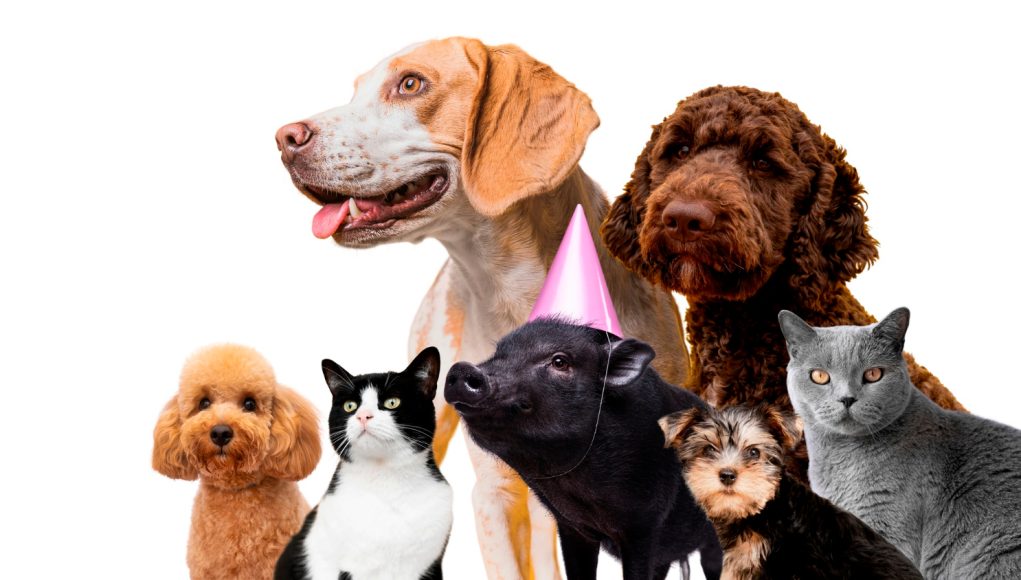 Conseils pour la cohabitation de votre chien et d'autres animaux domestiques