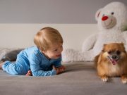 Comment préparer votre chien à l’arrivée d’un bébé dans la famille ? Préparer son chien à l'arrivée d'un bébé