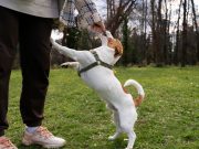 8 secrets pour dresser votre chien rapidement Secrets pour dresser votre chien rapidement