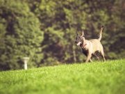 Comment gérer les aboiements excessifs de votre chien ? Gérer les aboiements excessifs de son chien
