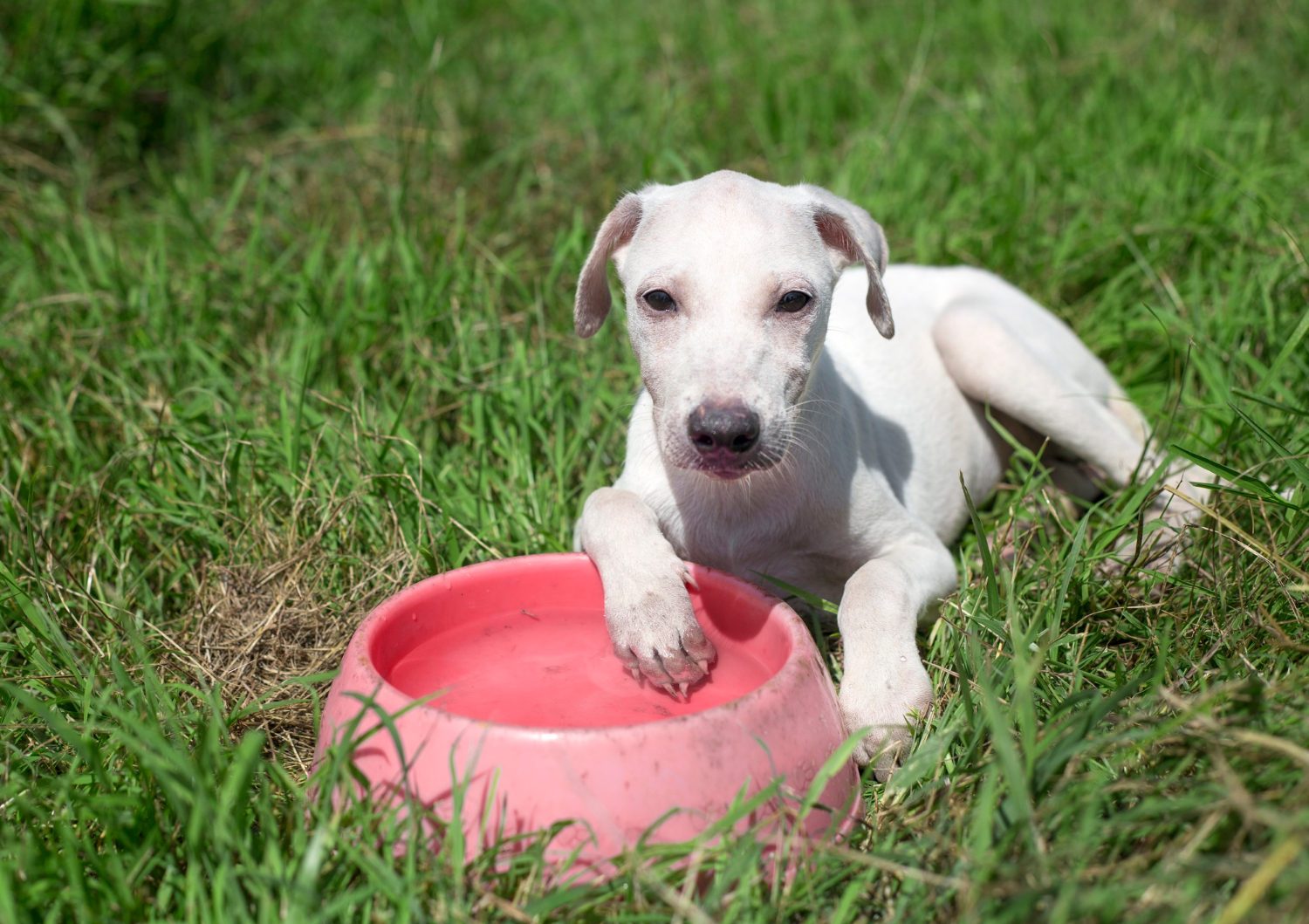 Bien hydraté son chien lors d'un voyage