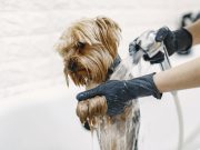 Ces 7 races de chien ont besoin d’un toilettage particulier Races de chiens qui ont besoin de toilettage particulier