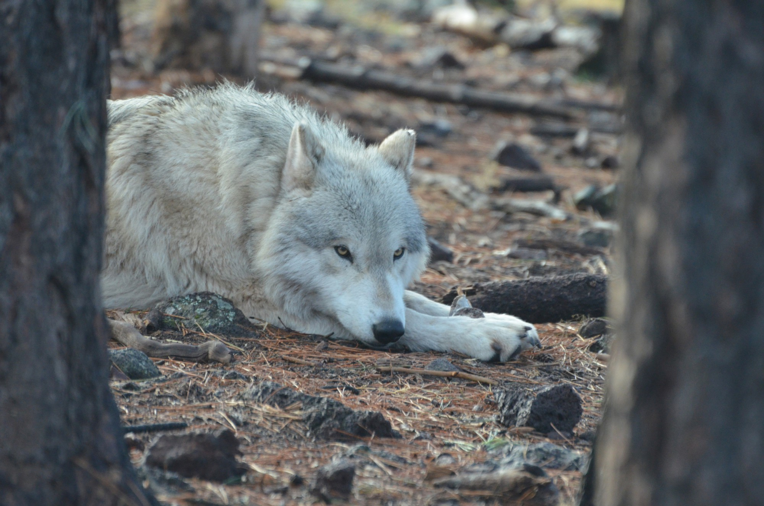 Héritage génétique venant des loups